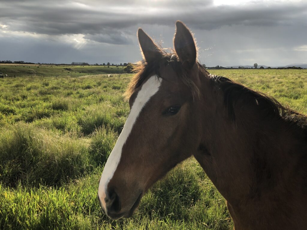 Waler yearling Indi on first birthday 28 October 2020