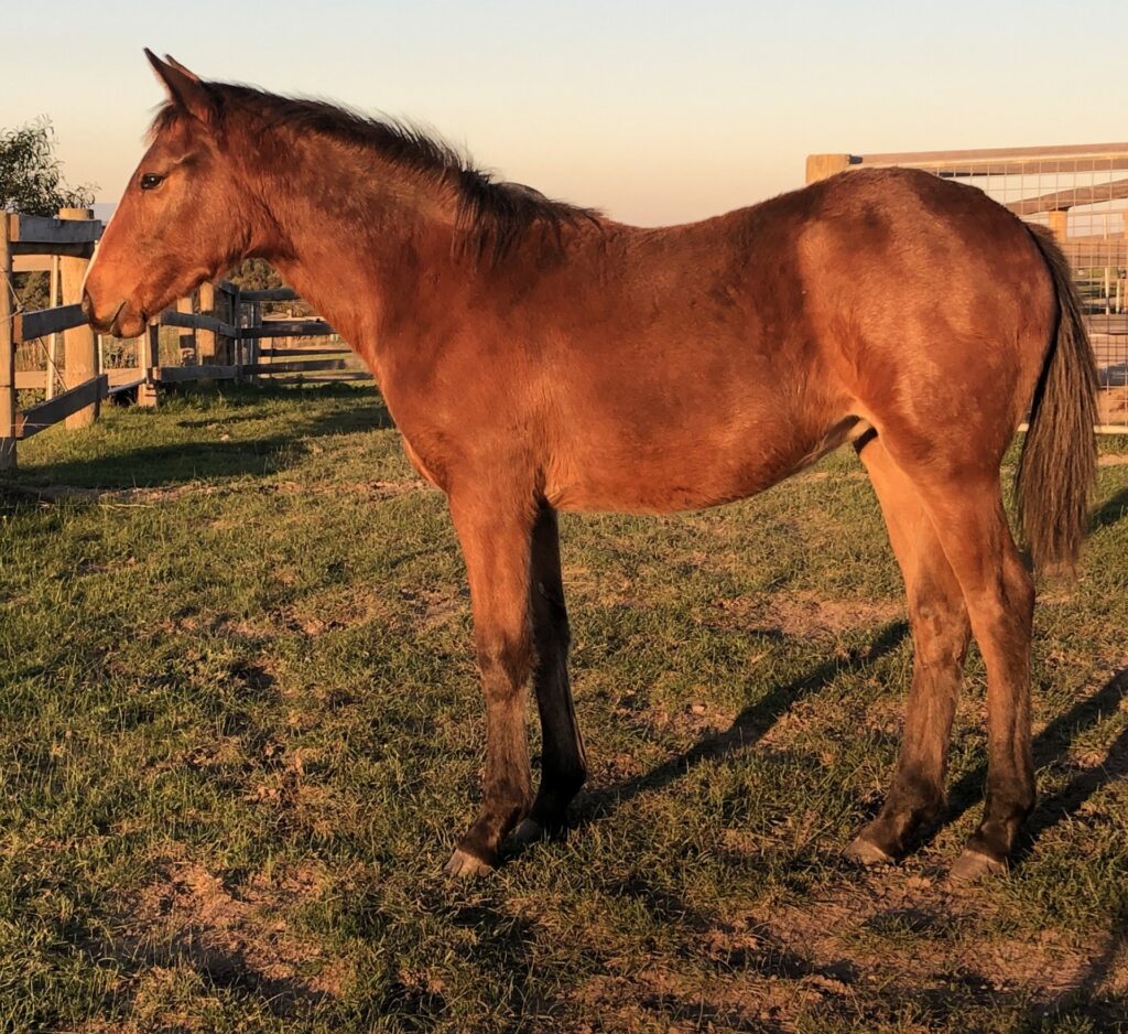 Waler filly Indi in May 2020