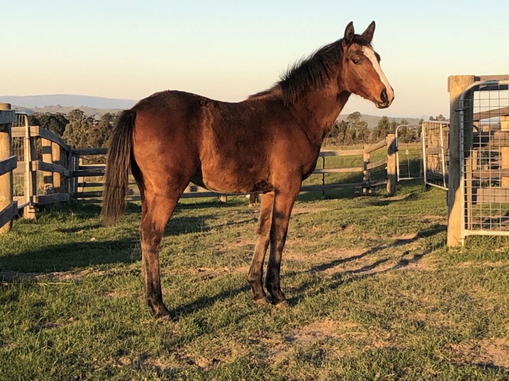 Waler filly Indi in May 2020