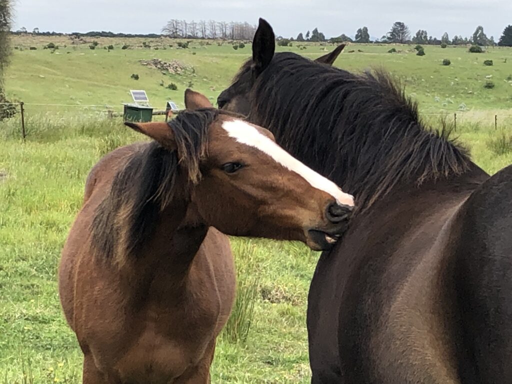 Waler yearling Indi with bestie mare Aria 2020