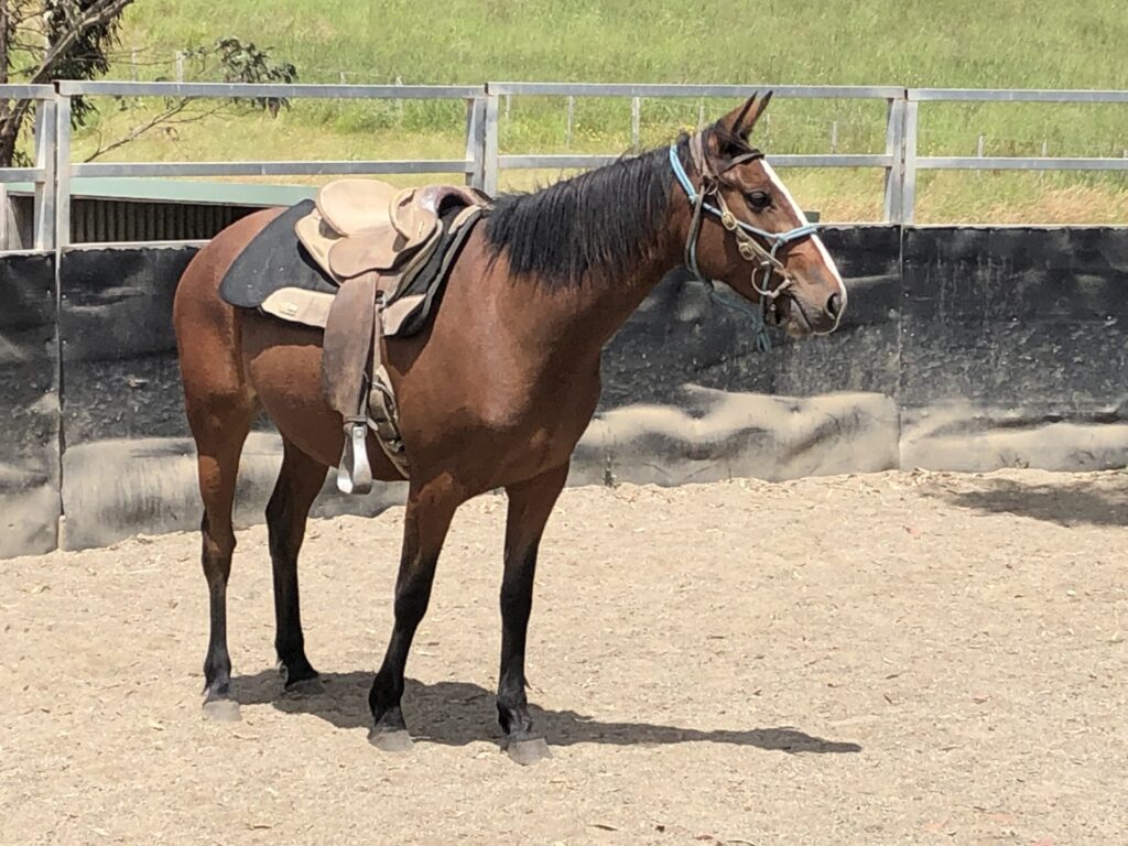 Indi in roundyard with trainer Drew December 2022