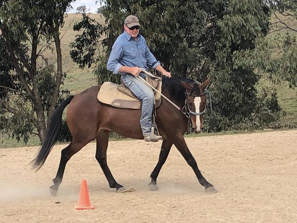 Waler mare Indi with trainer Drew