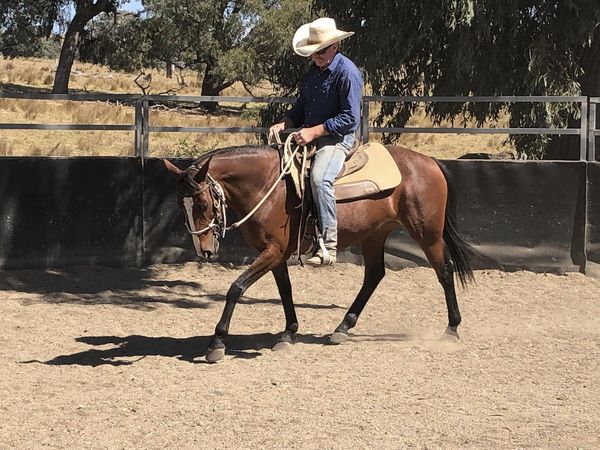 Waler mare Indi with trainer Drew