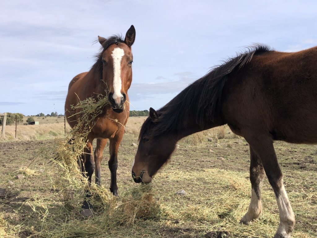 Waler mare Indi with half-sister yearling Mollie