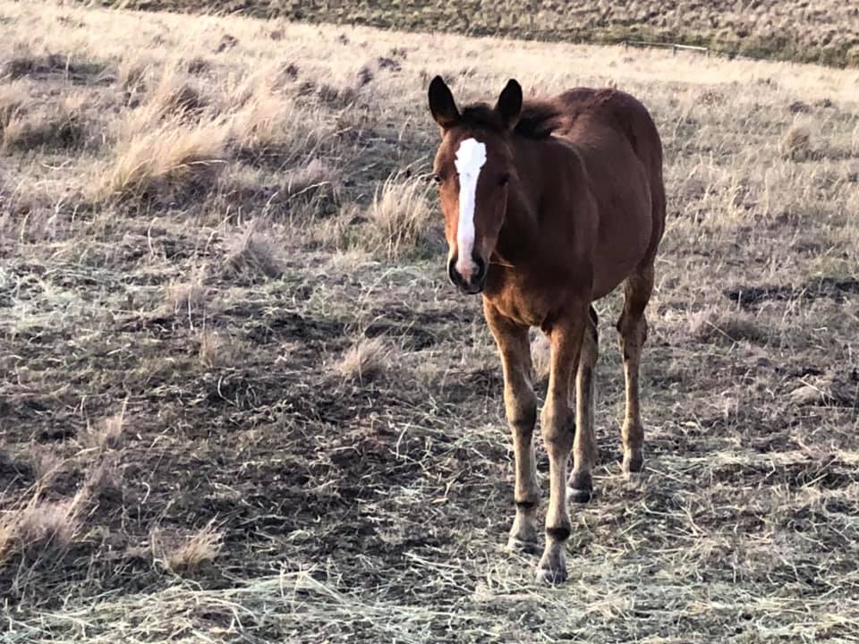 Filly foal Indi 2019