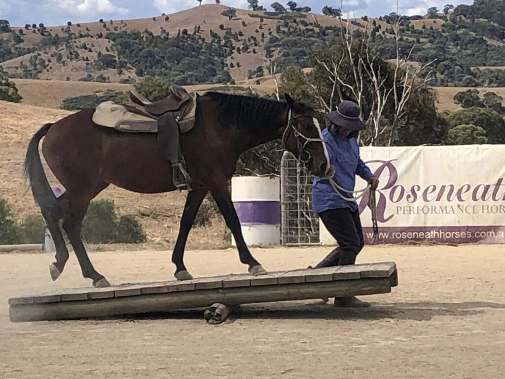 Indi at Obstacle clinic