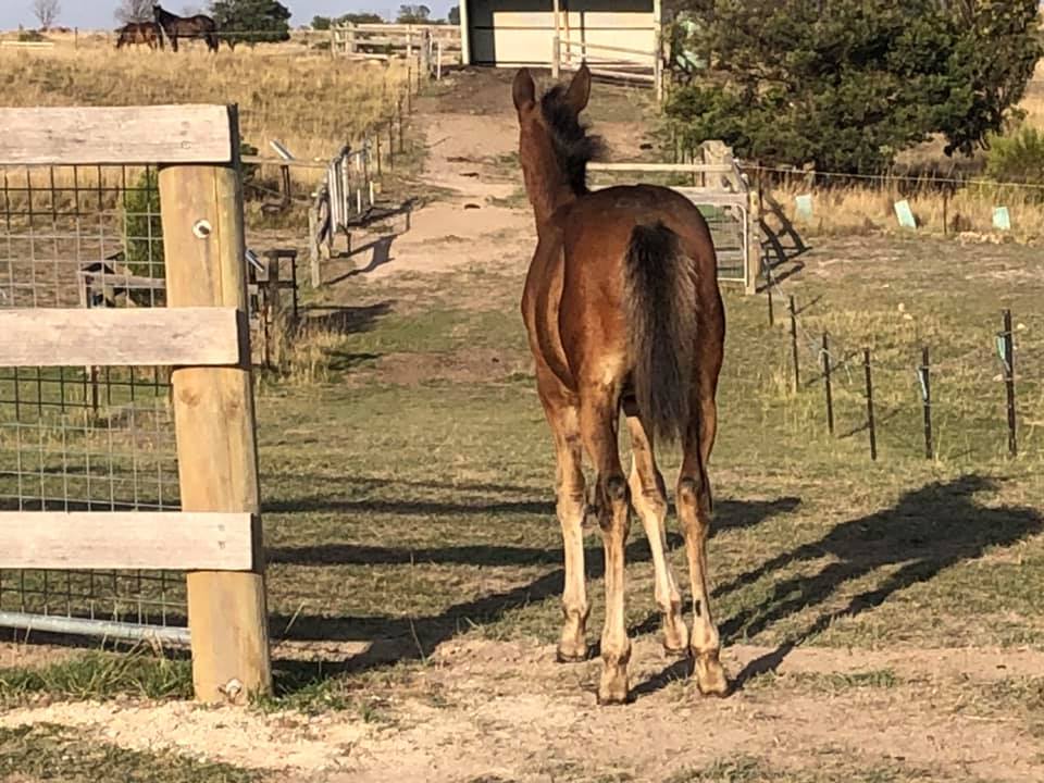 Filly foal Indi looking mares Bess and Topsy in the distance 2019