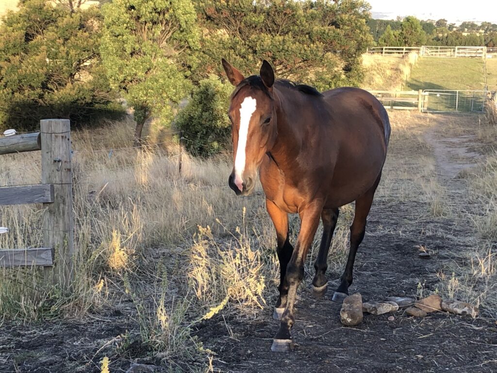 Indi happy back home December 2022