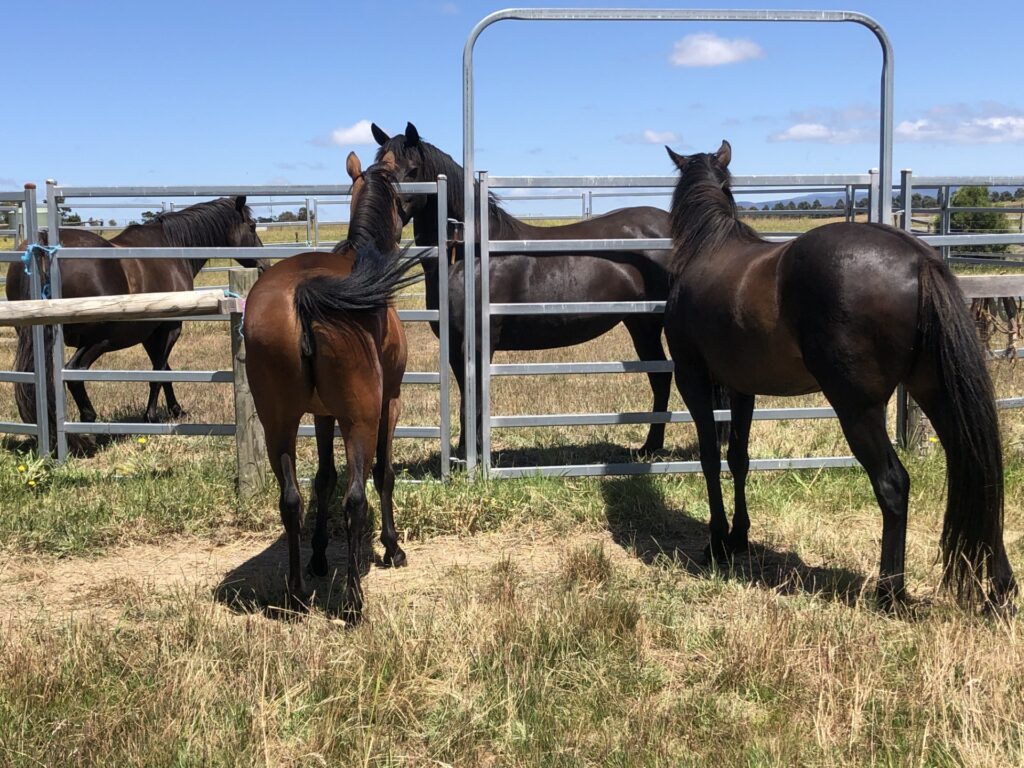 Indi back home December 2022, reunited with Bess and Fisher and meeting Faith for the first time