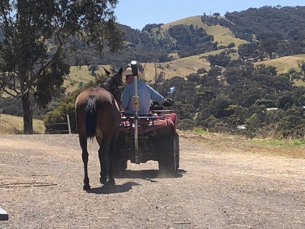 Waler mare Indi with trainer Drew