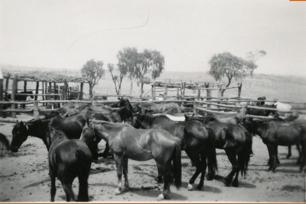 Buying horses from Bond  Springs, 1957. Murray Collings photo, Territory Stories.