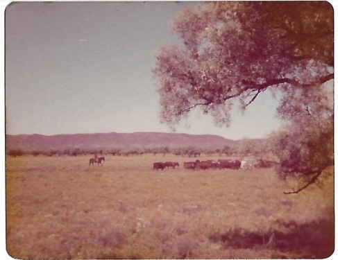 On Ringwood Station NT, October 1978. Michael Gaynor private collection photo.