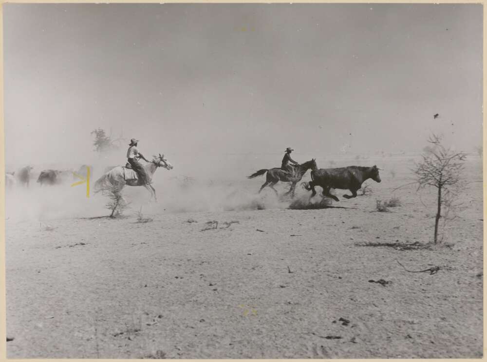 A bullock breaks away from the mob during drafting on 4,000 square miles on Gogo station, largest cattle run in the Kimberley, the far northern region of W.A. The station turns off some 8,000 head a year. Photo by W. Pedersen.
National Library of Australia.