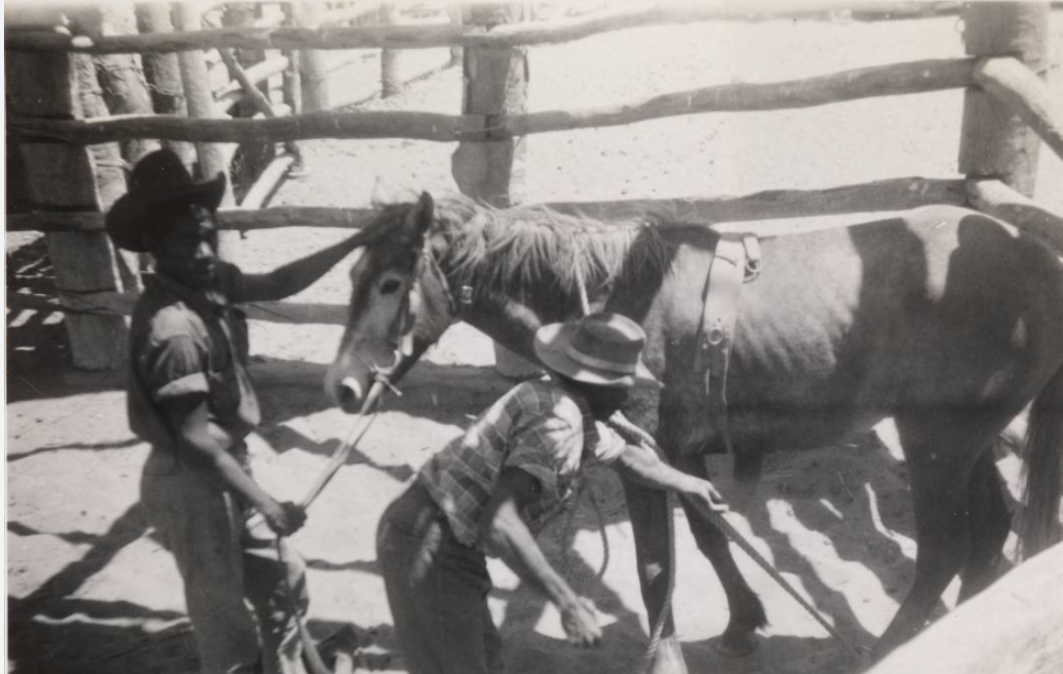 Gogo station horsemen breaking horses 1957-8. State Library W.A