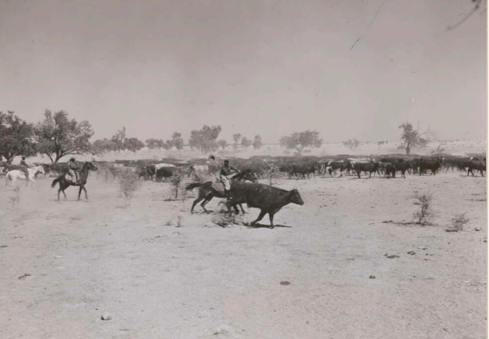 A fat bullock cut out from the mob tries to get back but the native stockman heads him off towards the coachers on 4,000 square mile Gogo Station the largest cattle run in the Kimberleys, far northern region of Western Australia, 1952. W. Pedersen photographer.'

National Library of Australia
