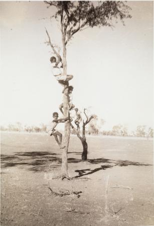 Boys Climbing a Tree at GoGo Station School c1957-1958, State Library of W.A.