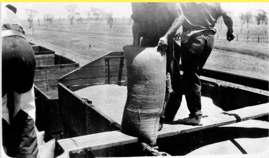 'Wheat being tipped into bulk trucks to be transported by rail to Sydney - Nelungaloo Railway Yard, NSW.' State Library NSW