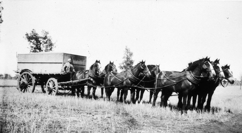 Image: Bulk wheat wagon on 'Clifton' property of G G Ballantyne. Roy Rogers horse team - Ariah Park, NSW. c. 1924. State Library NSW