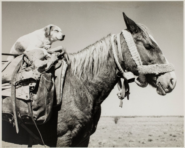 'Drover Col Bremner's companions. The dog is named Vincent and the horse is Wrinkles. This photo is taken on the Barkly Tableland in the Northern Territory c.1960. Col Bremner was taking 160 horses from Larrimah in the Northern Territory to Biloela in Queensland. Robin Smith photo Territory Stories