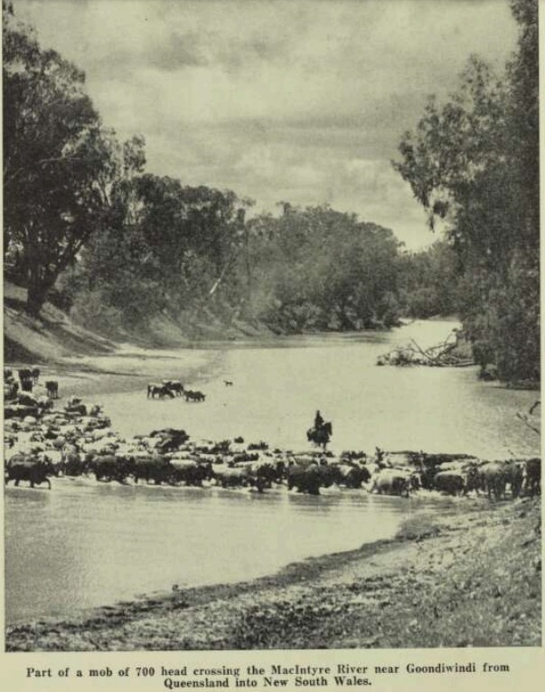 '... crossing the McIntyre River near Goondiwindi...'

Walkabout, 1st April 1956