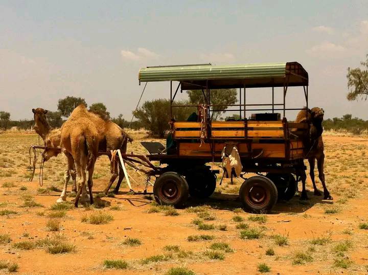 Debi Robinson photo of her wagon, once a mail wagon