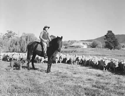 'A drover mustering sheep on Uriarra Station, near Canberra. 1955.'

Photo by W. Pedersen.

National Archives of Australia.