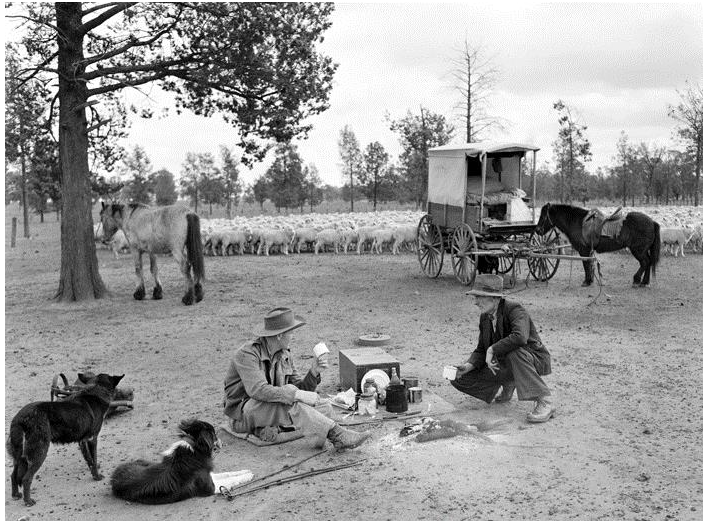 'Drovers resting, while droving sheep through Riverina district of NSW. 1947.' National Archives of Australia