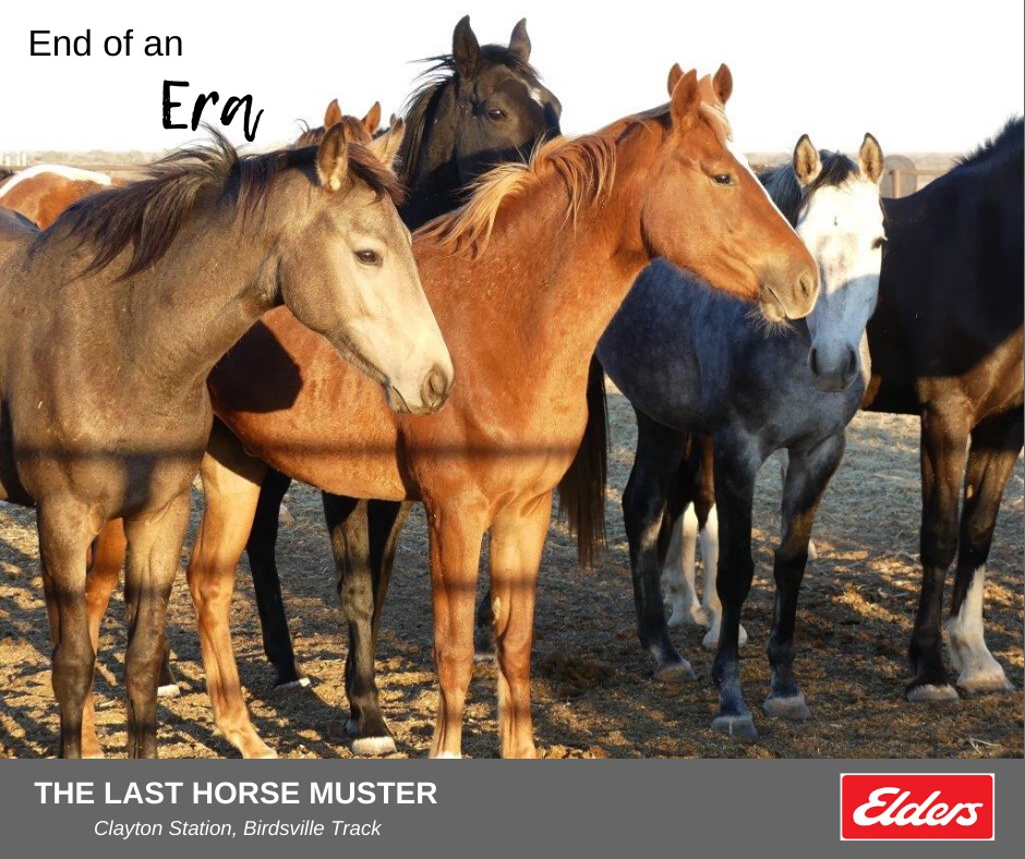 Last Clayton Station Horse Muster, Elders (Roseworthy) Facebook post June 16, 2020