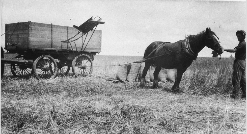 'Loading bulk wheat wagon on 'Clifton'. The open bags were tipped into the wagon by the horse pulling against the loading arm. The wagons were no good if they bogged because they couldn't be unloaded easily - Ariah Park, NSW. c.1924.' State Library NSW