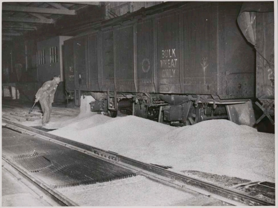 'Unloading bulk wheat from RU wagon at White Bay.' Undated. National Archives of Australia.