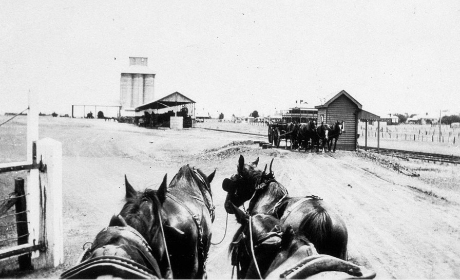 'Wilf Smith's horse team waiting to weigh in and unload. Town of Mirool in background - Ariah Park area, NSW. 1925.' S.L.NSW State Library NSW