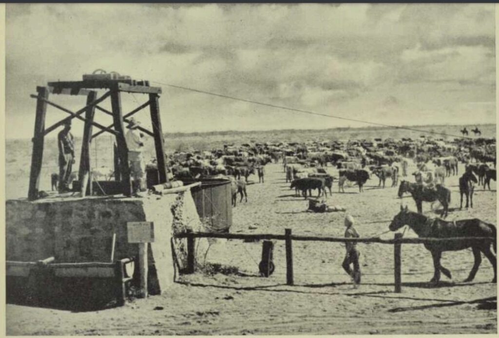 'Watering stock at a well on a central Australian stock route.'

Walkabout, 1st April, 1956'