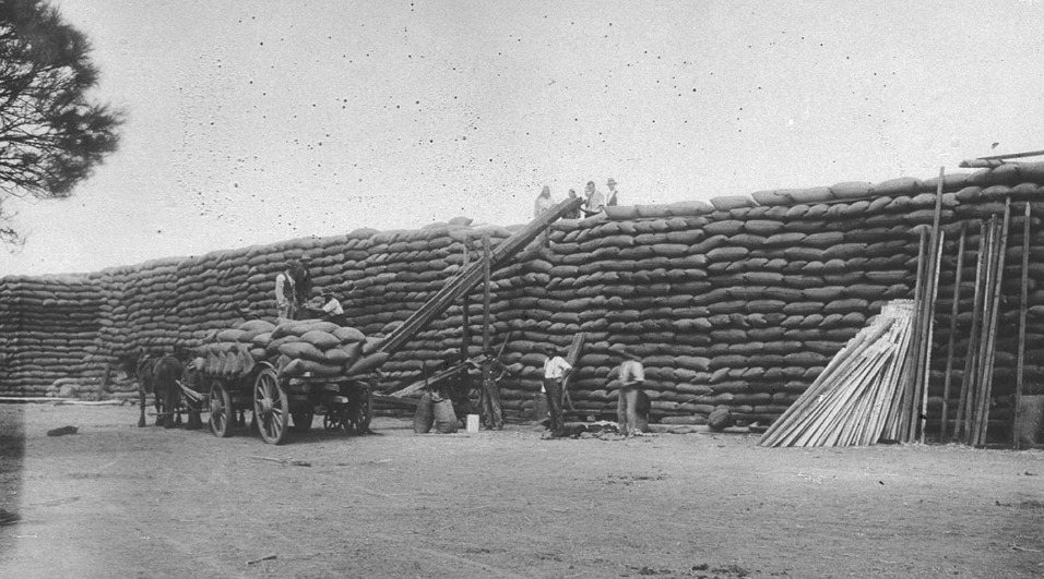 'Wheat stack at Finley, after silo had filled - Finley, NSW.' S.L.NSW