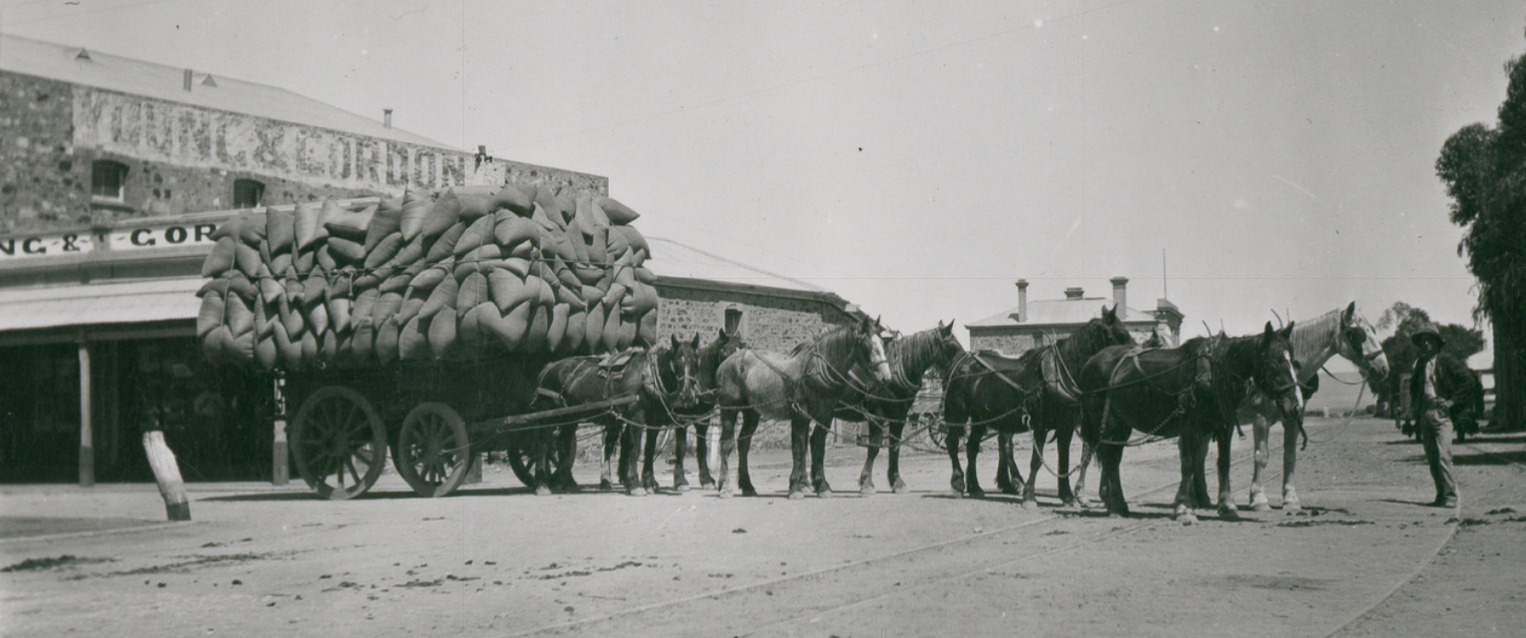 'Wheat team at Port Augusta. Four pairs of horses pull a wagon fully laden with sacks of wheat...' W.J. Angus photo State Library S.A.