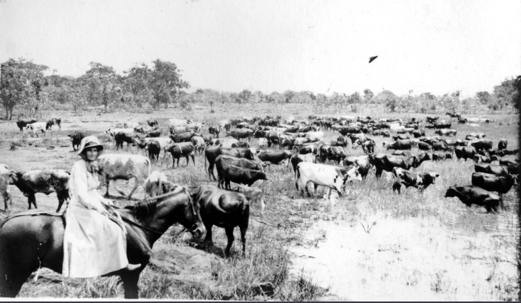 'A mob of cattle under the control of a woman drover on their way to Darwin in the Northern Territory. c. 1923.' Searcy Collection, State Library S.A.