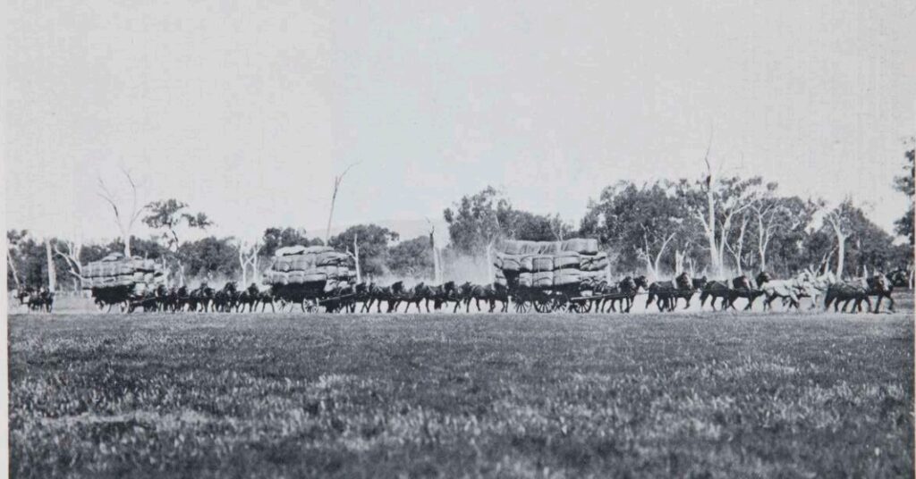 'Wool teams in the Riverina.'*

The Pastoralists' Review, 15th March, 1906

Probably at Clifton Station, between Wagga Wagga & Holbrook a little place called Kookadinia.