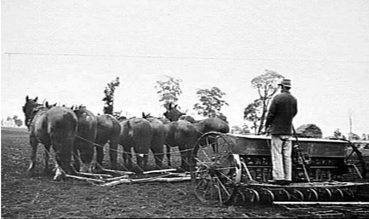 '7-abreast team pulling a spring tyne grain and fertilizer drill with covering-harrows following. 1920-30. H.V. McKay Sunshine Collection.' Museums Vic