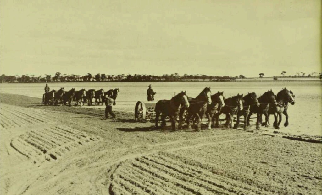 'Eight horse teams hauling seed drills in Western Australia.' Walkabout, 1st November 1937
