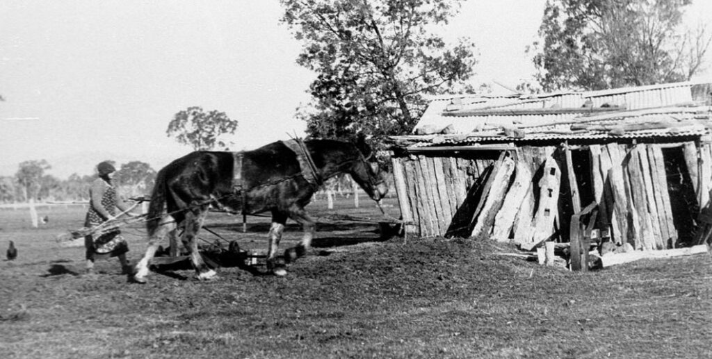 '"Lilyfield" property belonging to Hermann Krause. A cyclone in 1923 severly damaged the chaff shed. The horse drove a horsework that supplied power to the chaff cutter in shed. Also used to supply power to a sawbench - Jindera, NSW.' State Library NSW