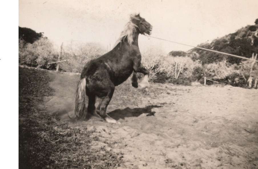 'Horse being broken in, Wedge Island. 1940.' State Library S.A.