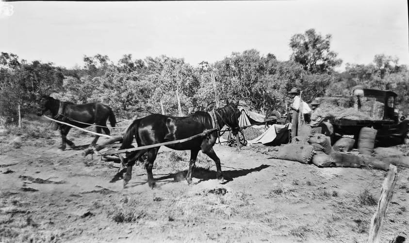 'Chaff cutting at Harrogate Stn. (near Maxwelton), Qld during the 1920s. Photo by A B Watts. Uncut chaff on the truck and cut chaff in bags.' Mick Wattsy photo from private collection