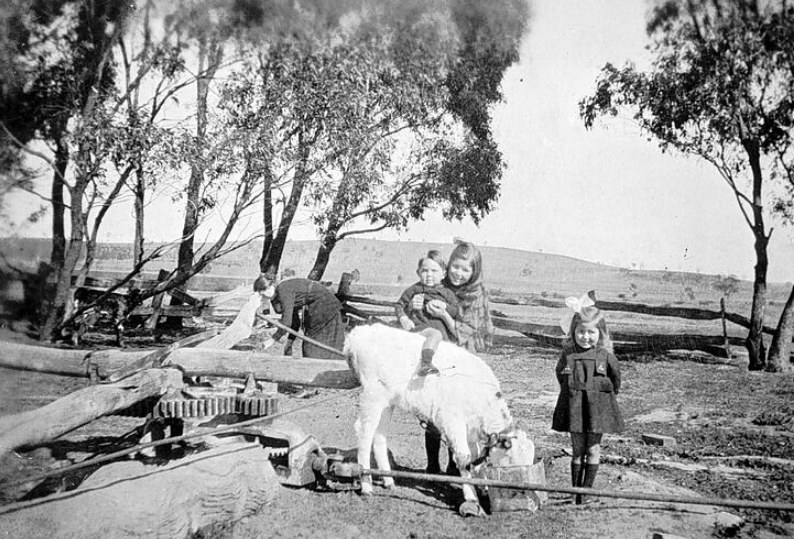 'Three children with a calf on Chisholm 's farm, Berrimal, near St Arnaud. There is a four-pole horseworks behind the calf and a woman apparently adjusting something in the background. Berrimull District, Victoria, 1918.' Museums Vic