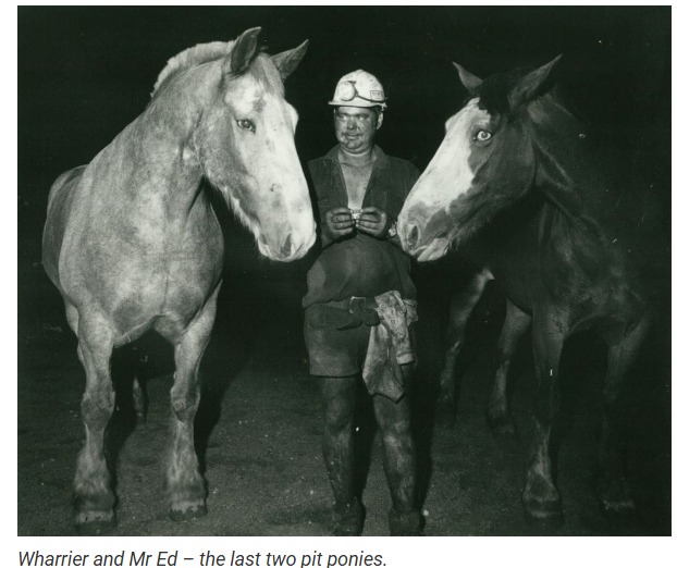 The last two pit ponies used at Collinsville mine, Wharrier and Mr. Ed. Photo from The Coalface website.
Collinsvale Coalface Experience.