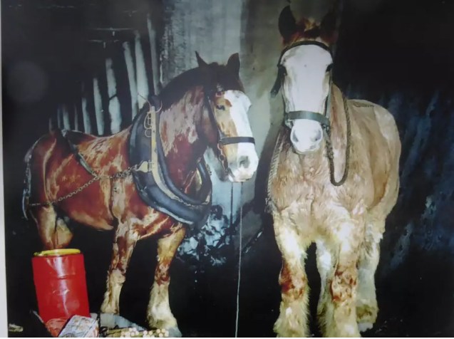 The last two pit ponies used at Collinsville mine, Wharrier and Mr. Ed, Pit Pony Tavern at Collinsvale
