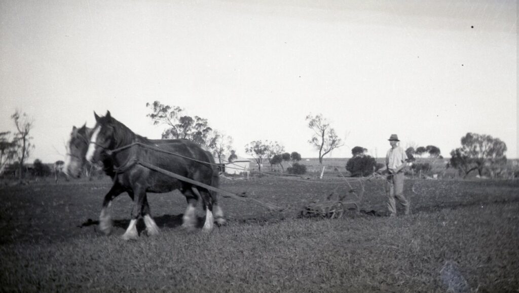 '1922 or 1926C Reg Telfer ploughing at Monash SA, most likely for a fodder or hay crop. Reg was a WW1 soldier settler, allocated a fruit block after the war. While growing predominantly grapes as their source of income, they needed fodder to fuel their means of transport and work 'vehicles' ... their horses... plus a house cow, chooks etc (src Telfer collection, Alison Halupka nee Telfer).'