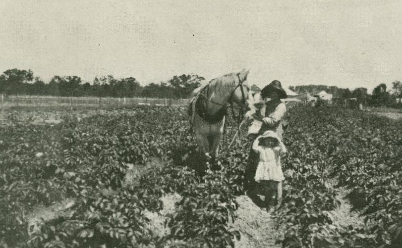 The Queenslander, 16 March, 1918. Solider Settler block Pentland, near Townsville.