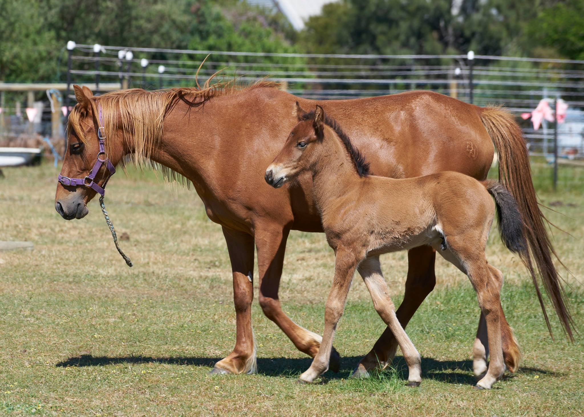 Waler mare Hale and new son Pinjee