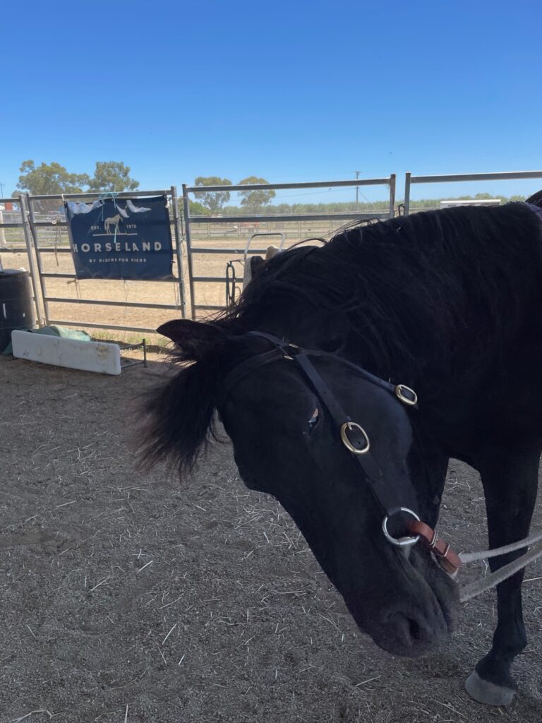 Classic Ezekiel at the arena for the Ozsort Clinic