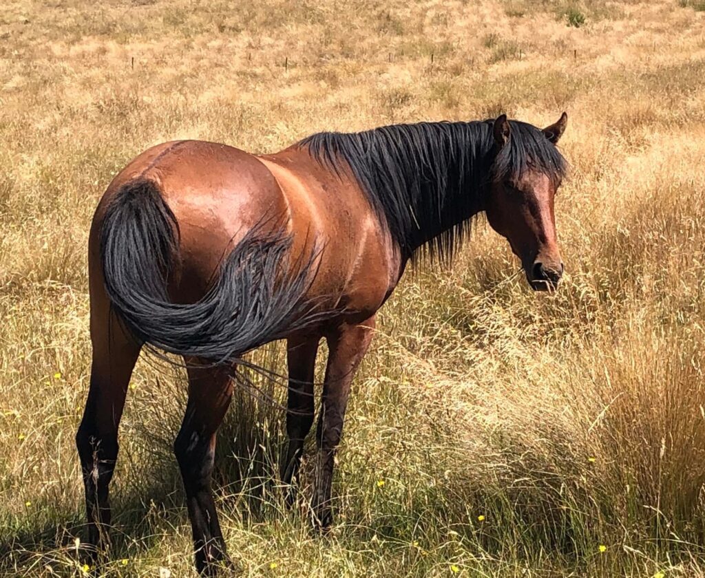 Waler colt Pinjee, 2021