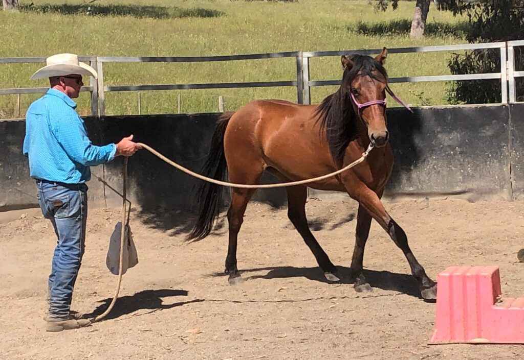 Pinjee and Drew training 2021